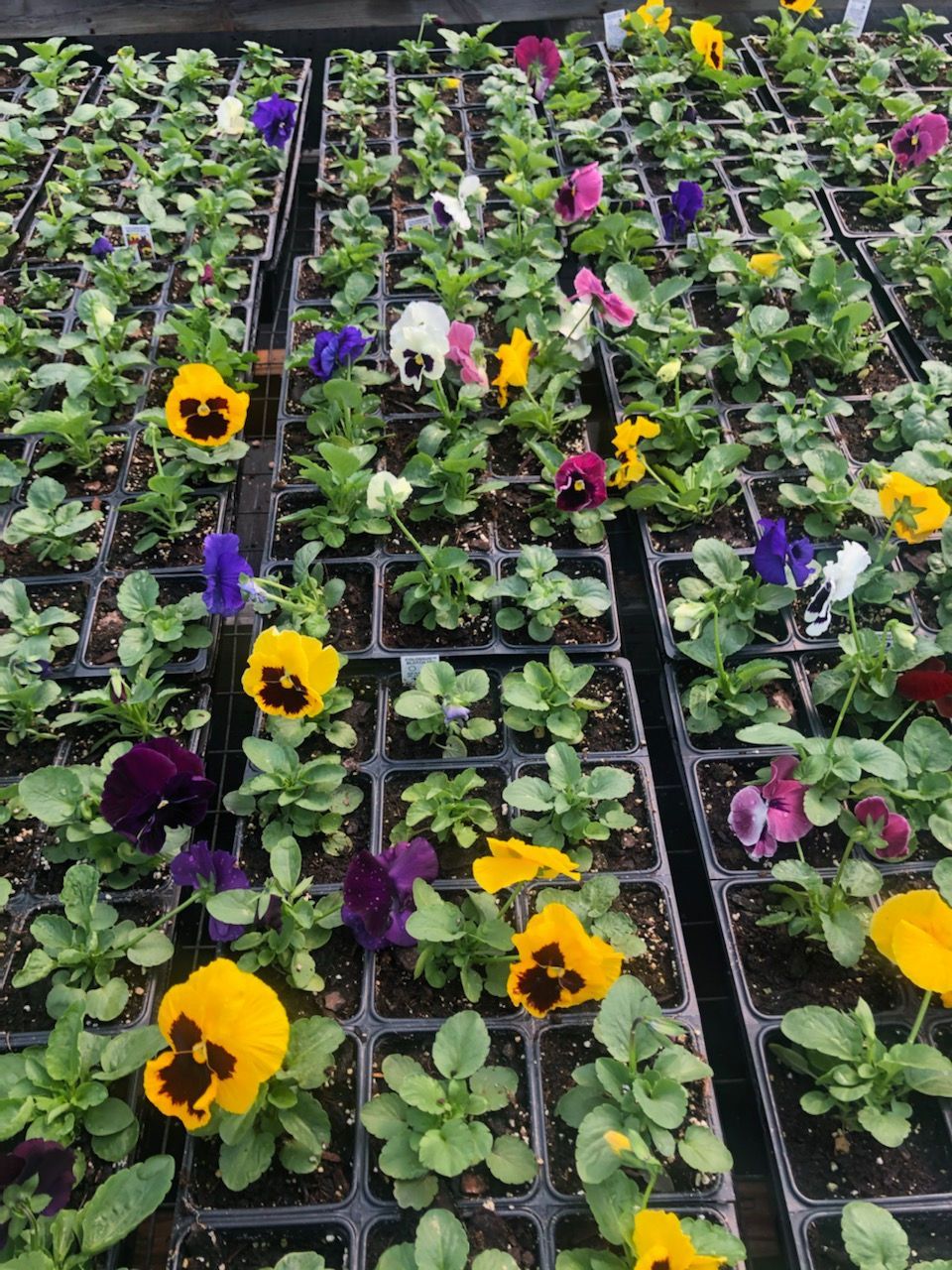 A bunch of flowers are growing in pots in a greenhouse