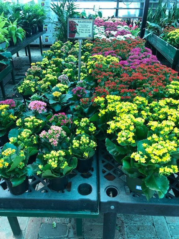 A bunch of different colored flowers are on a table