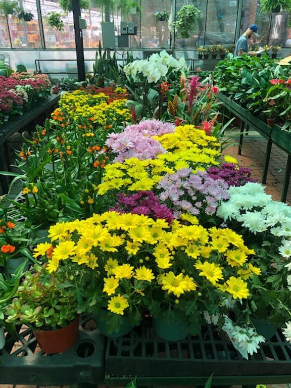 A greenhouse filled with lots of different colored flowers