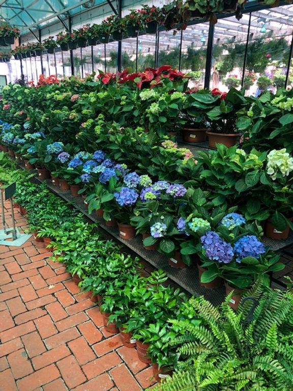 A greenhouse filled with lots of potted plants and flowers