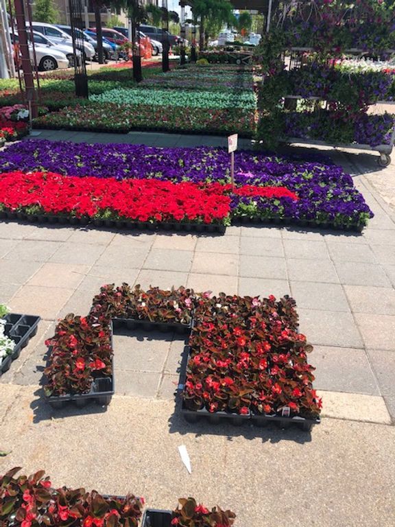 A bunch of red and purple flowers on a sidewalk
