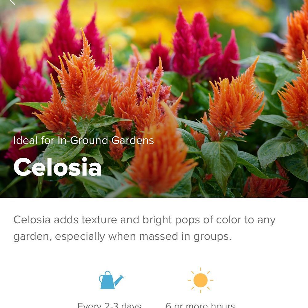 A picture of a plant called celosia that is ideal for in ground gardens
