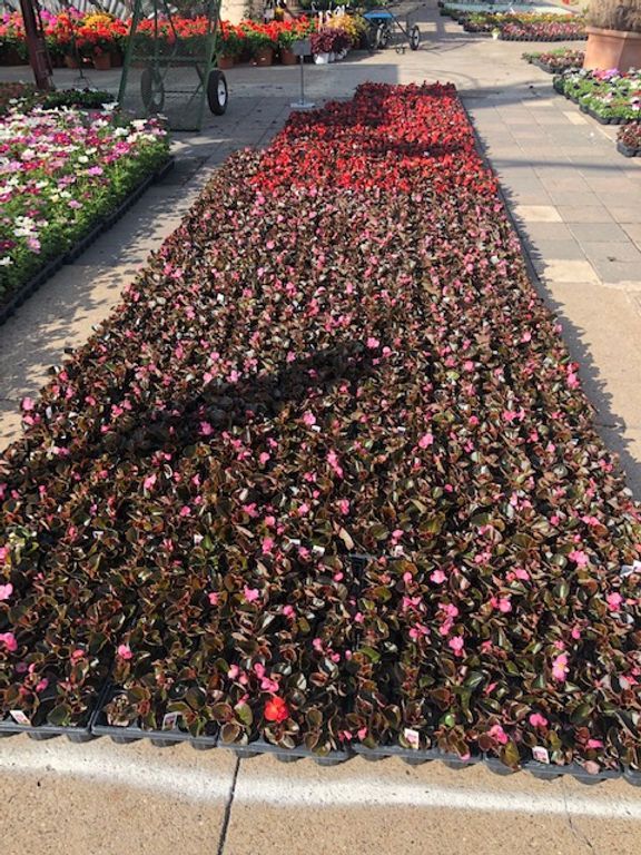 A row of pink and red flowers on a sidewalk