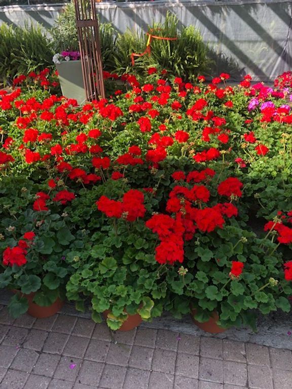A bunch of red flowers are growing in a garden
