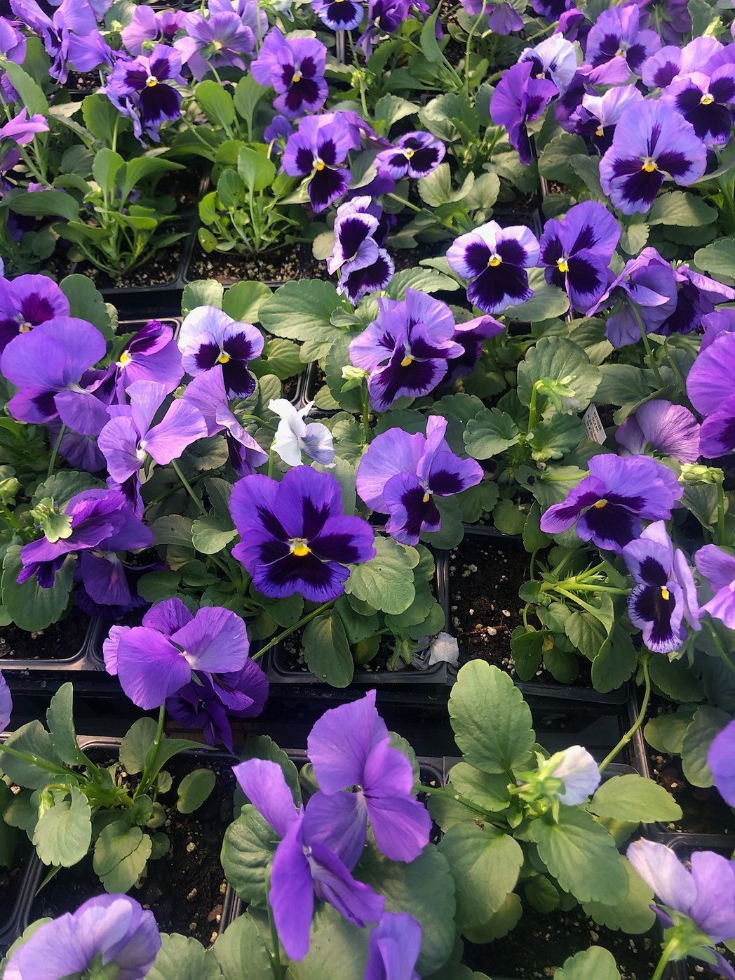 A bunch of purple flowers are growing in a garden.