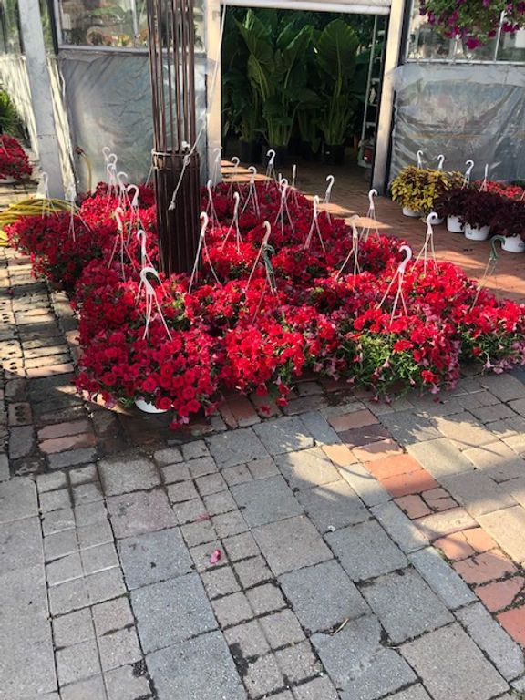 A bunch of red flowers are sitting on a brick sidewalk.