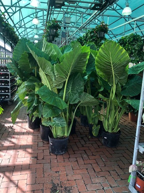 A greenhouse filled with lots of potted plants