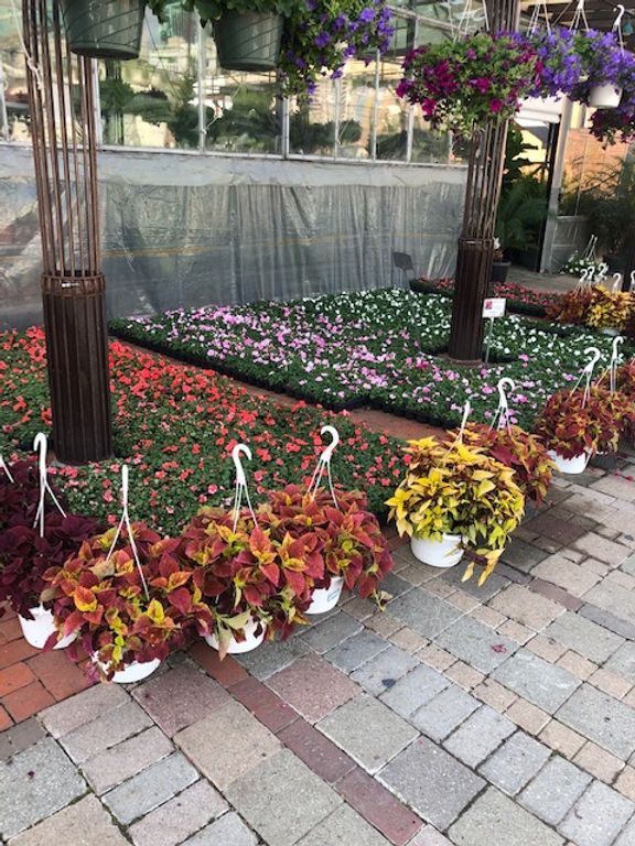 A row of hanging baskets filled with flowers on a brick sidewalk.