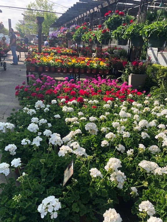 A bunch of white flowers are growing in a garden