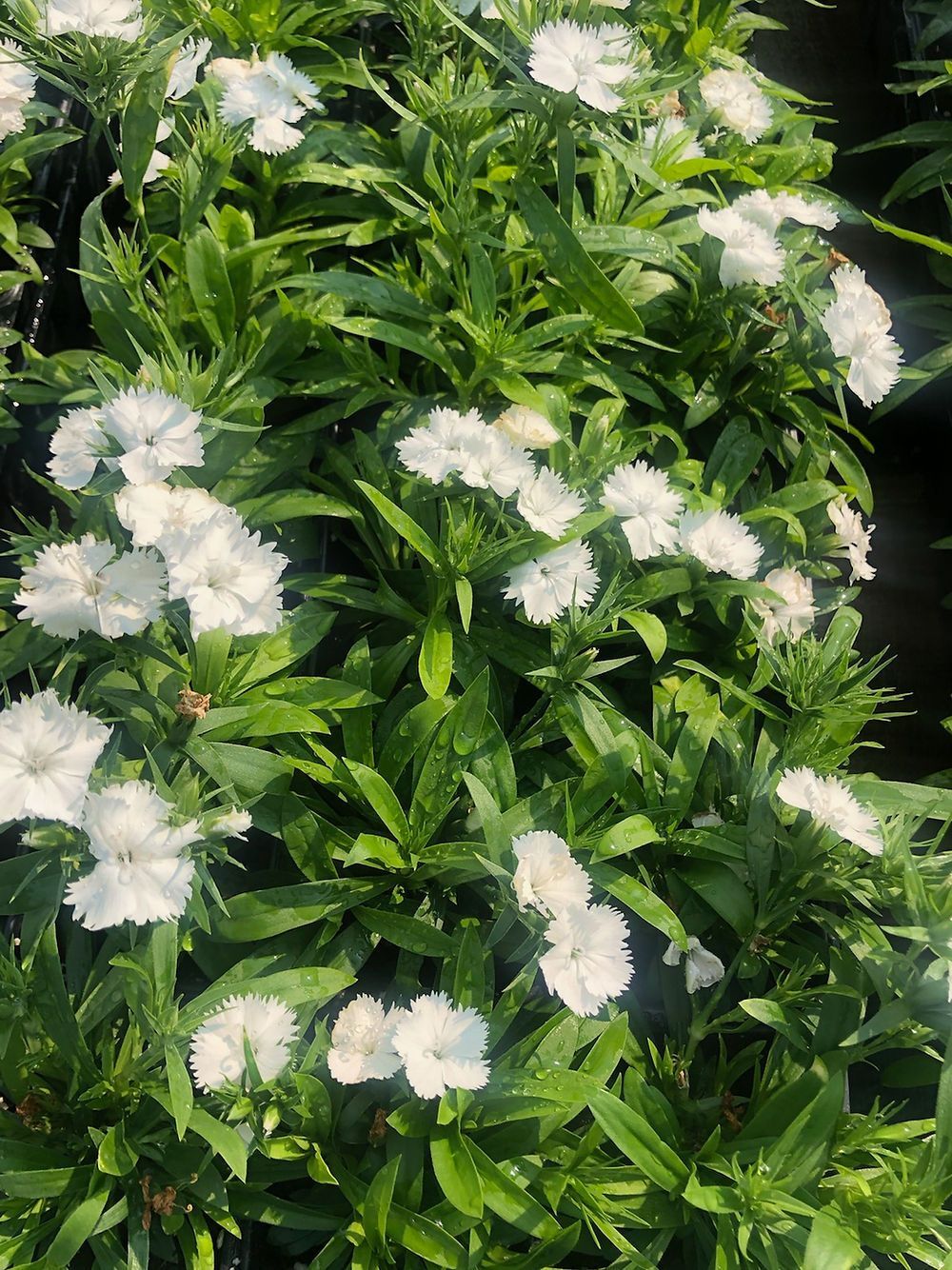 A bunch of white flowers are growing in a garden.