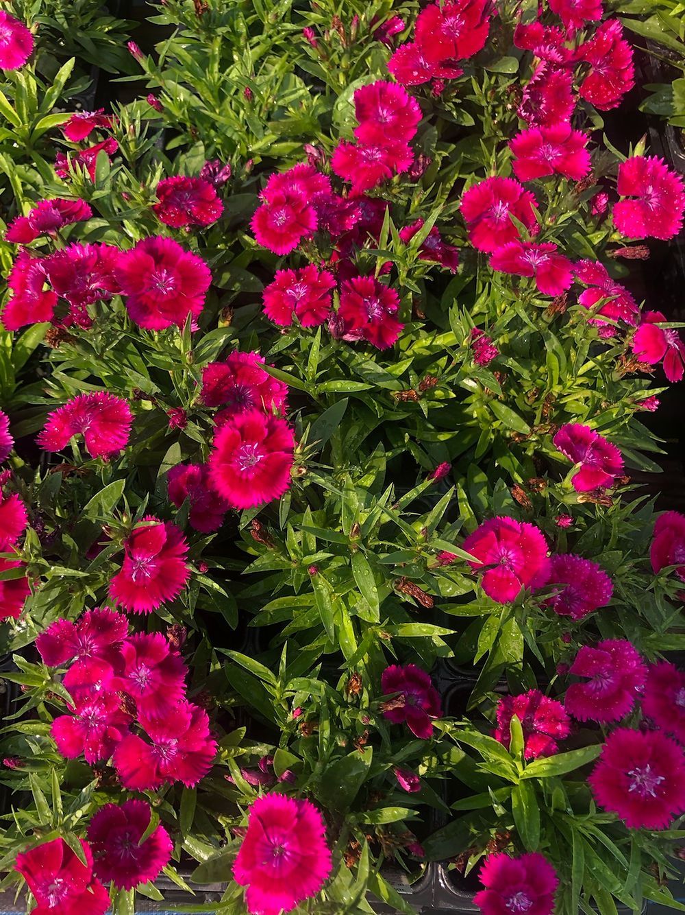 A bunch of pink flowers are growing in a garden.