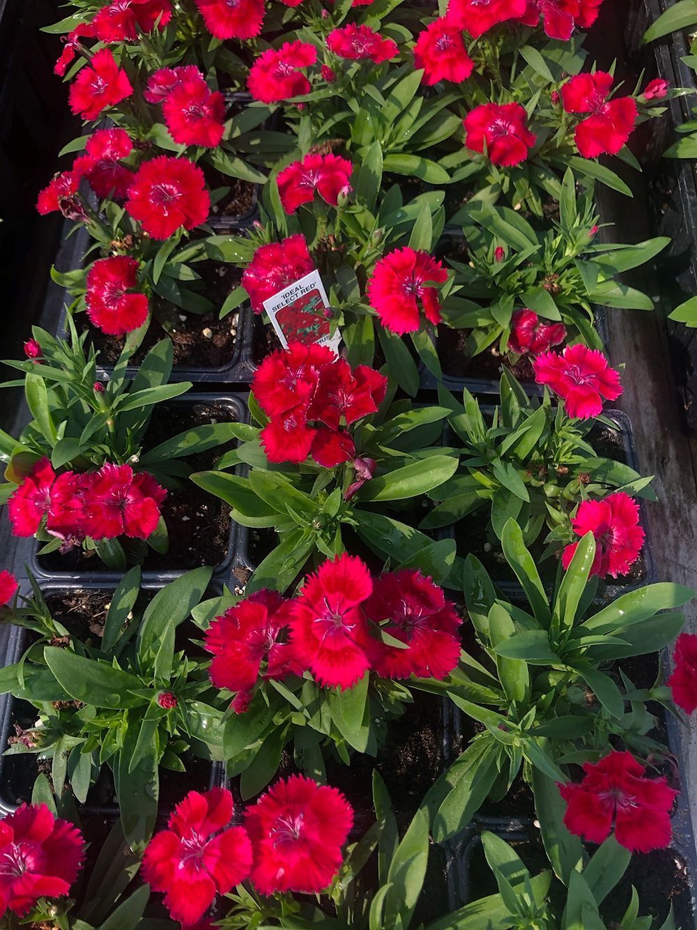 A bunch of red flowers are growing in pots