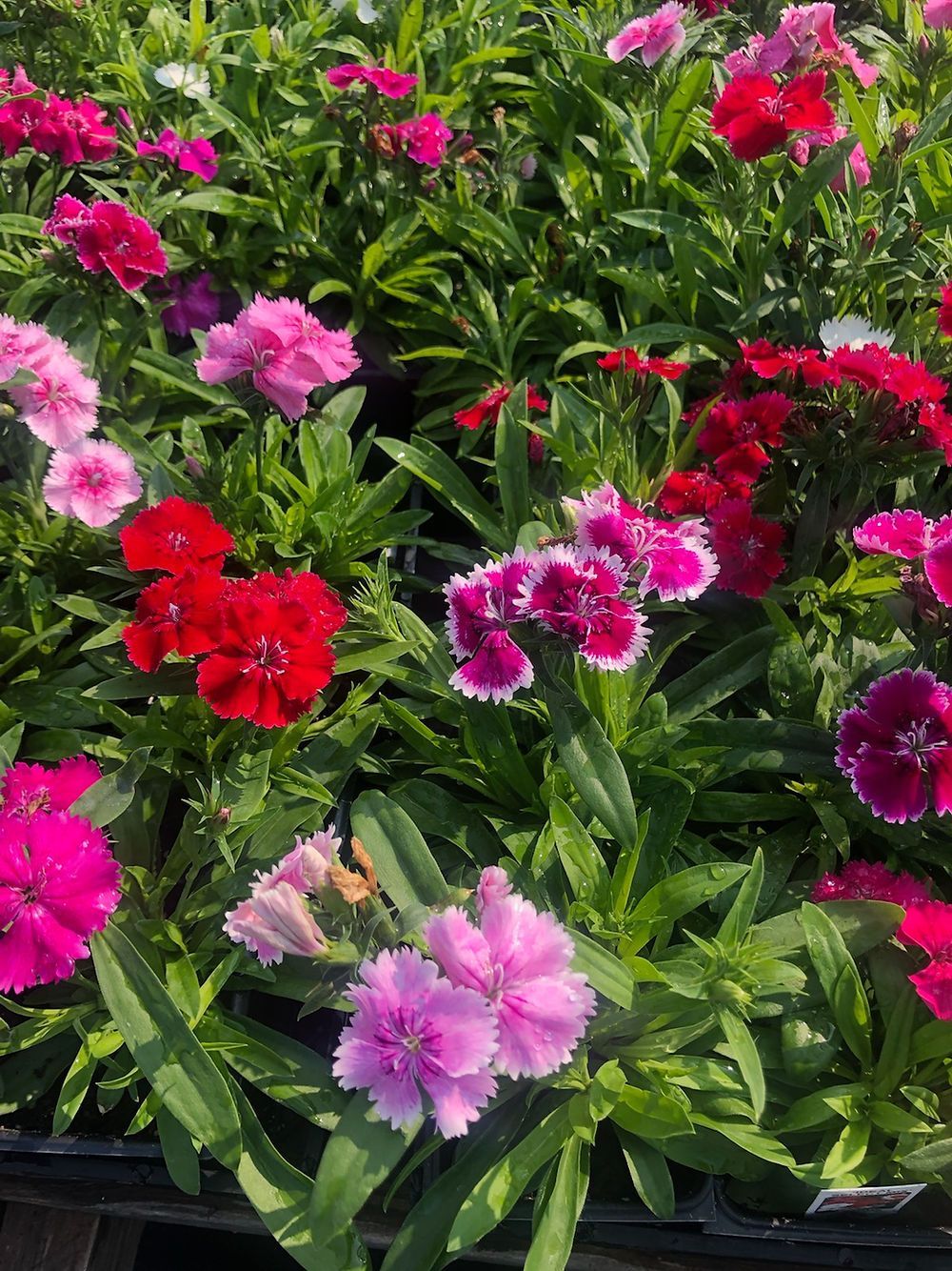 A bunch of different colored flowers are growing in a garden.