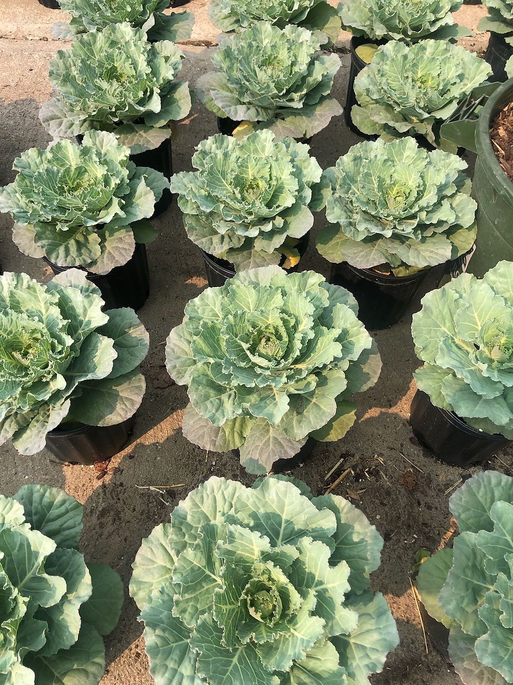 A bunch of cabbage plants are growing in pots on the ground.