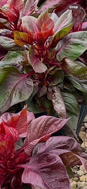 A close up of a plant with red and green leaves.