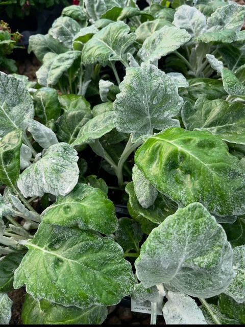 A bunch of green plants with white leaves are growing in a garden.
