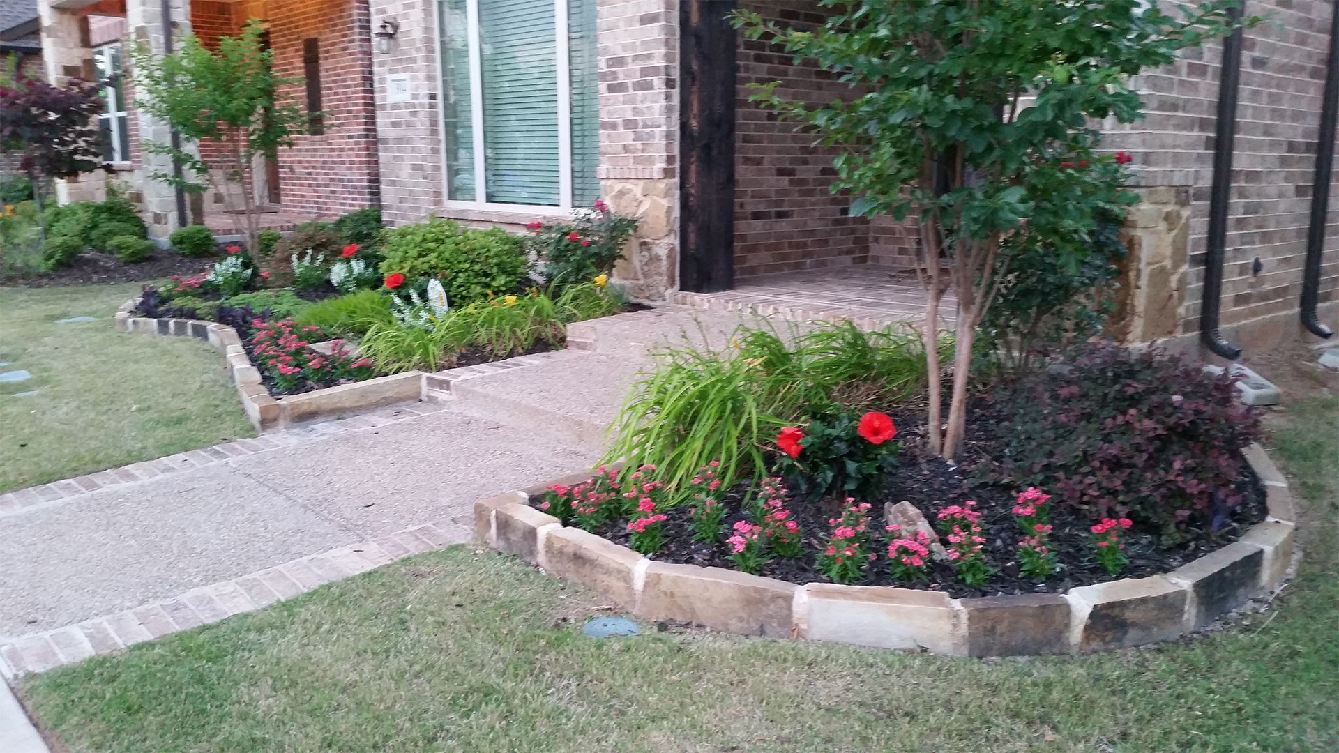 Front yard flower beds with red blooms beside a brick house and concrete walkway