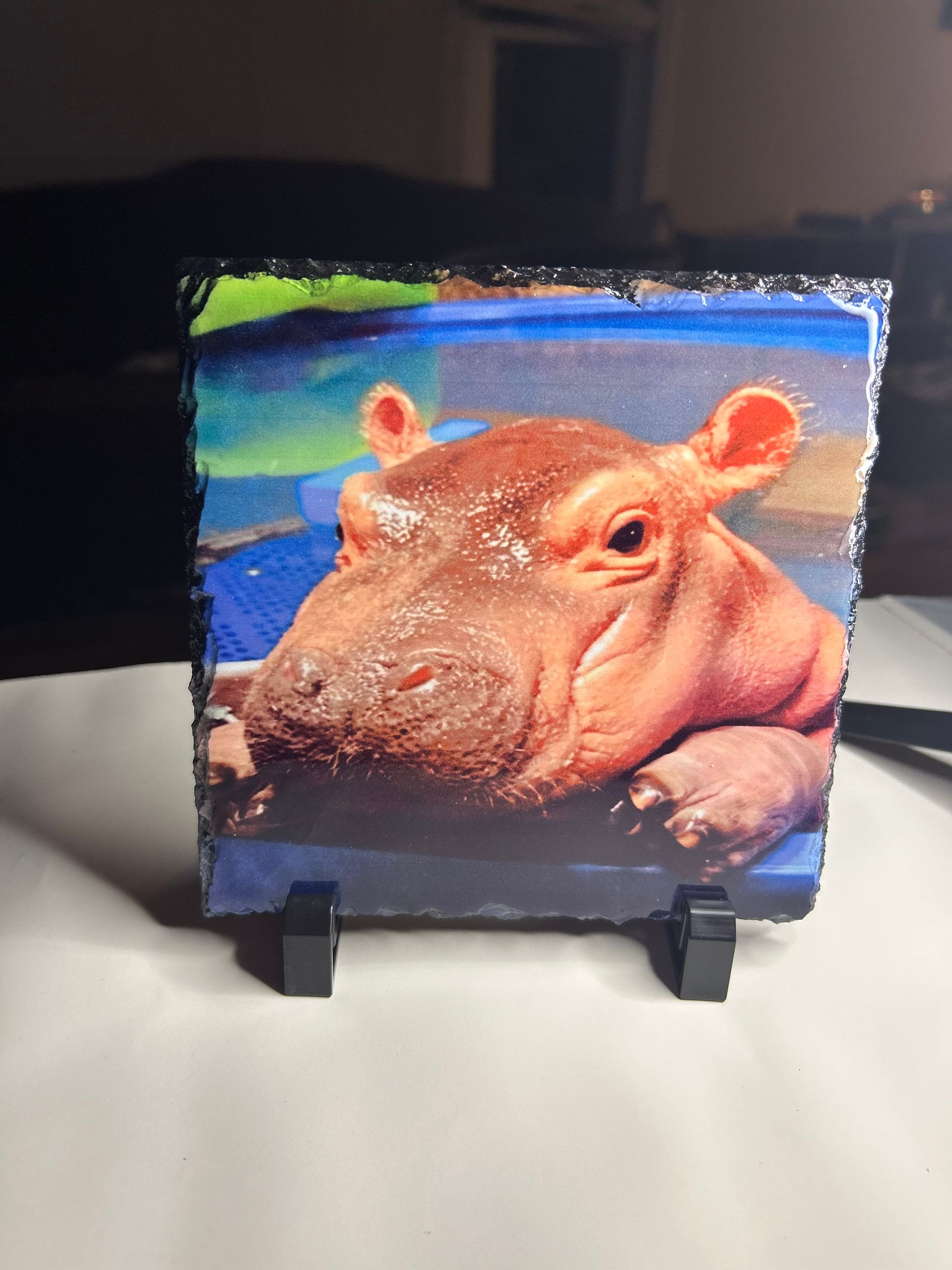 A picture of a hippopotamus laying on a rock