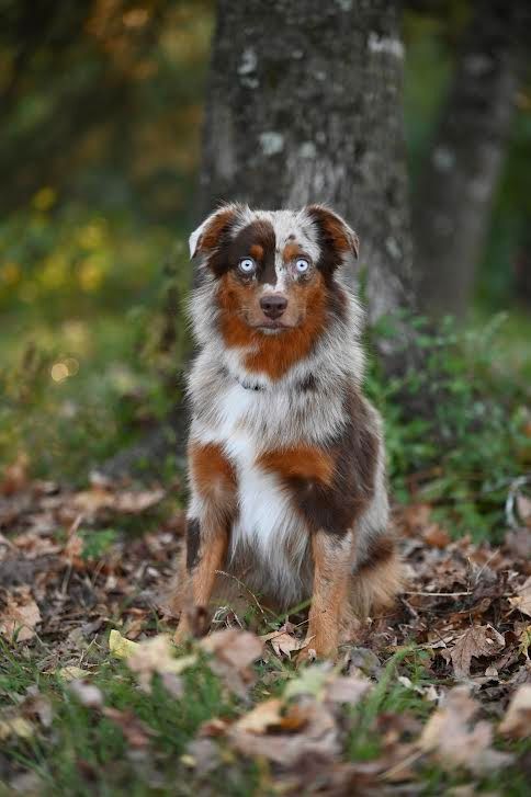 A brown and white dog is sitting in the grass next to a tree.
