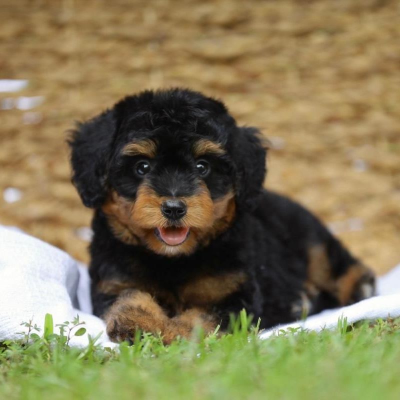 A black and brown puppy is laying in the grass