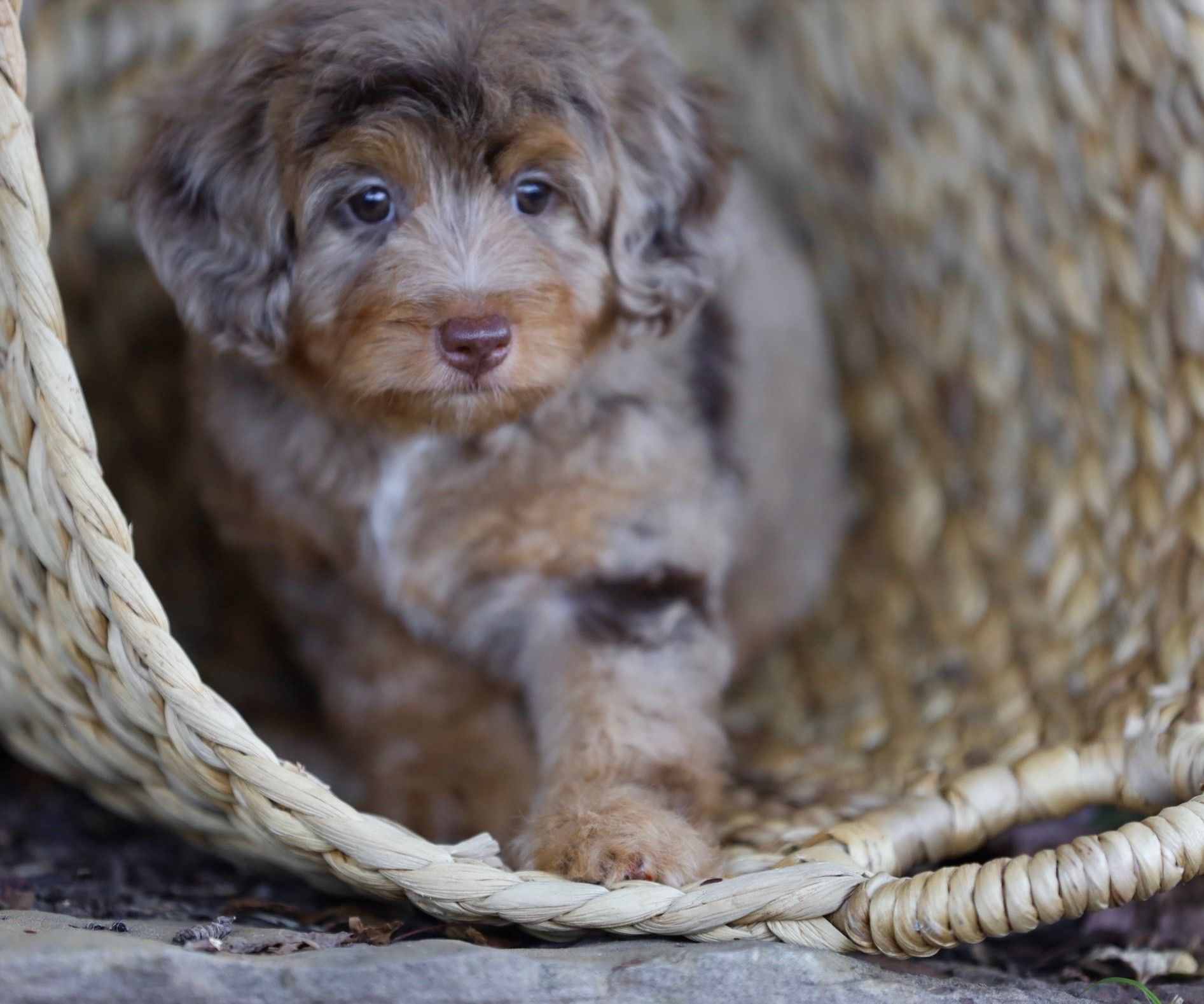 A small brown puppy is sitting in a wicker basket
