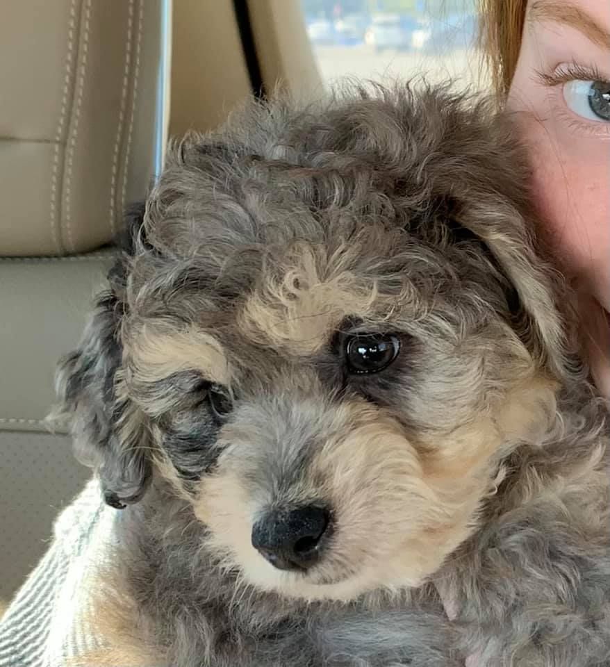 A woman is holding a small poodle puppy in a car.