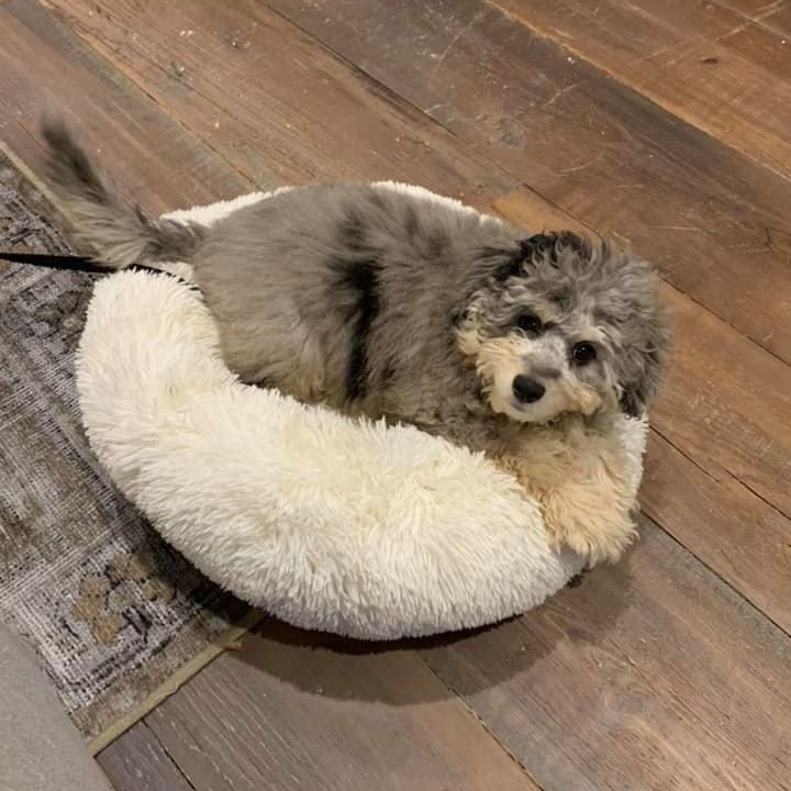 A small dog is laying on a white pillow on a wooden floor.