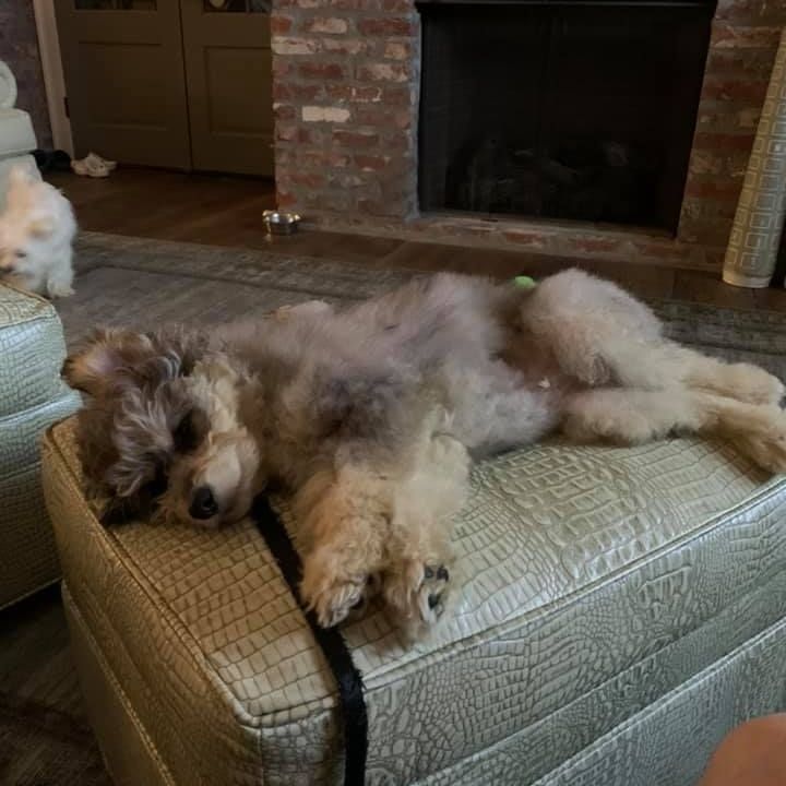 A dog is laying on top of an ottoman in a living room.