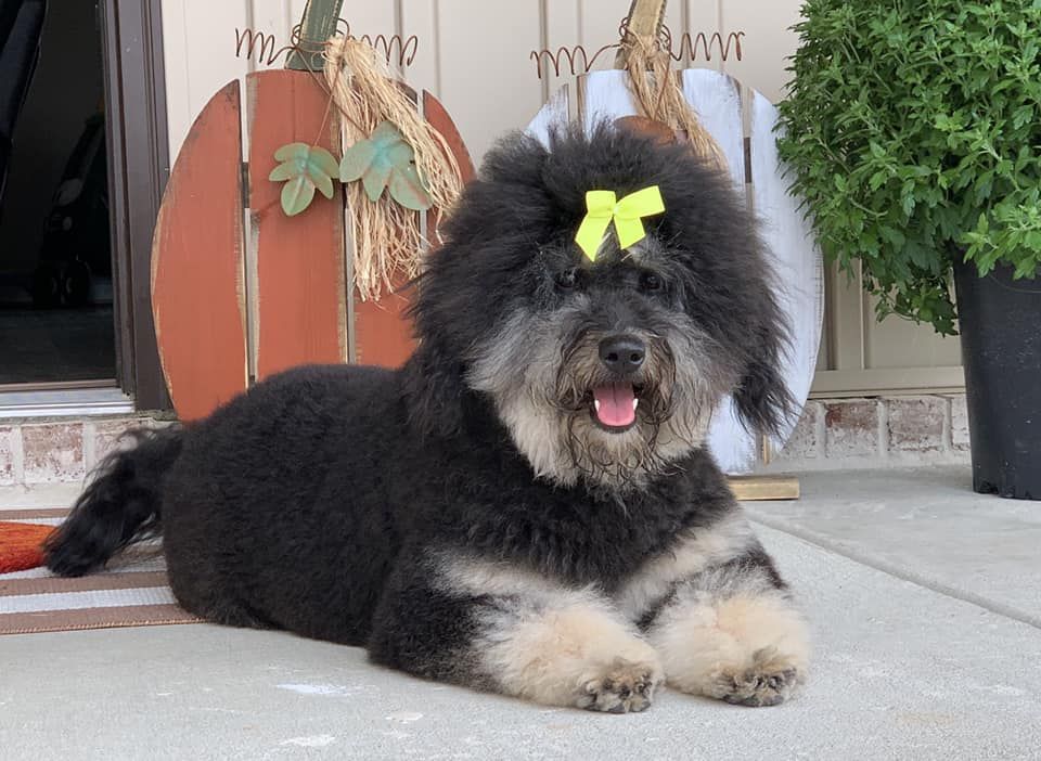 A black and white dog with a yellow bow on its head is laying on a porch.