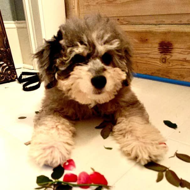 A small dog is laying on the floor next to flowers