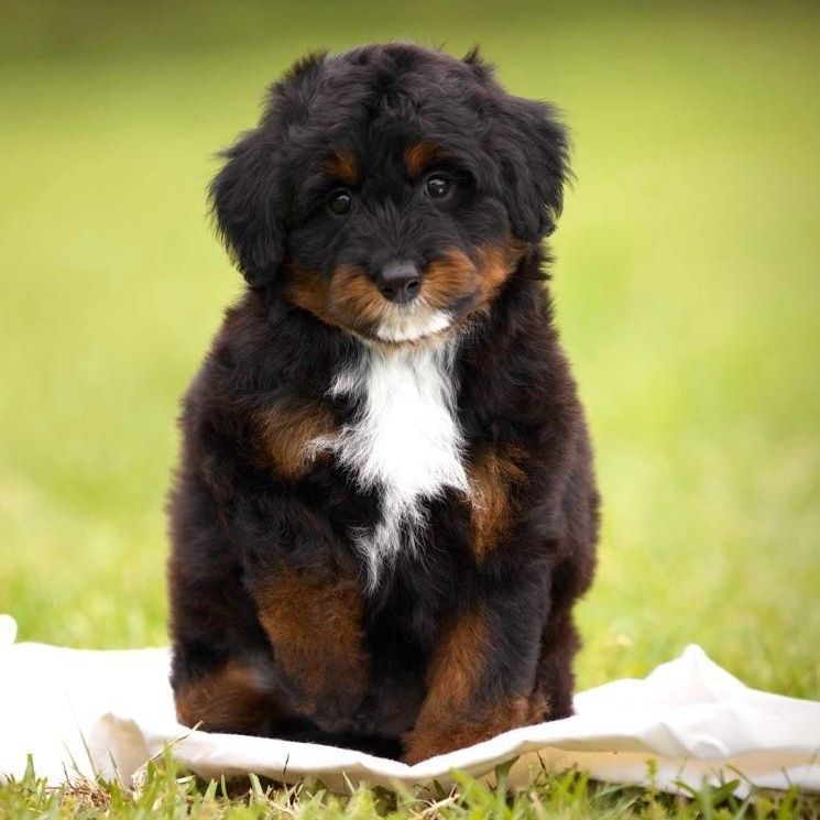 A black and brown puppy is sitting on a white blanket in the grass.
