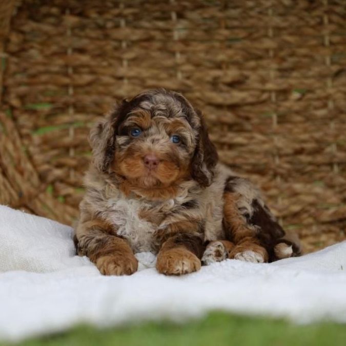 A brown and white puppy is laying on a white blanket.