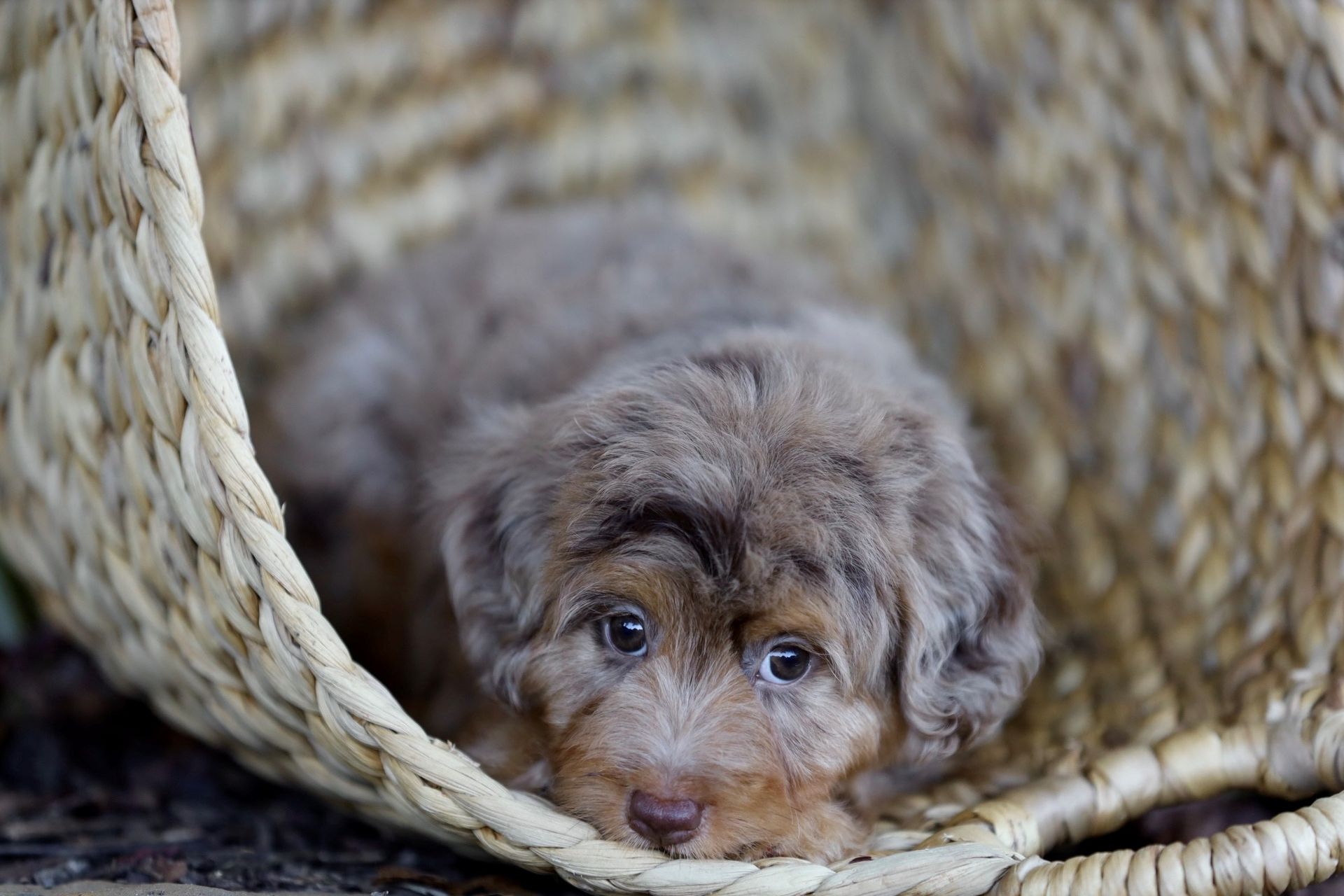 A brown puppy is laying in a wicker basket.