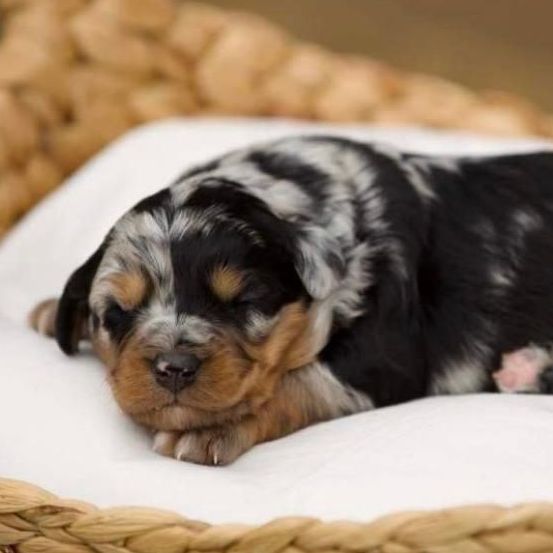 A puppy is sleeping on a white blanket in a basket