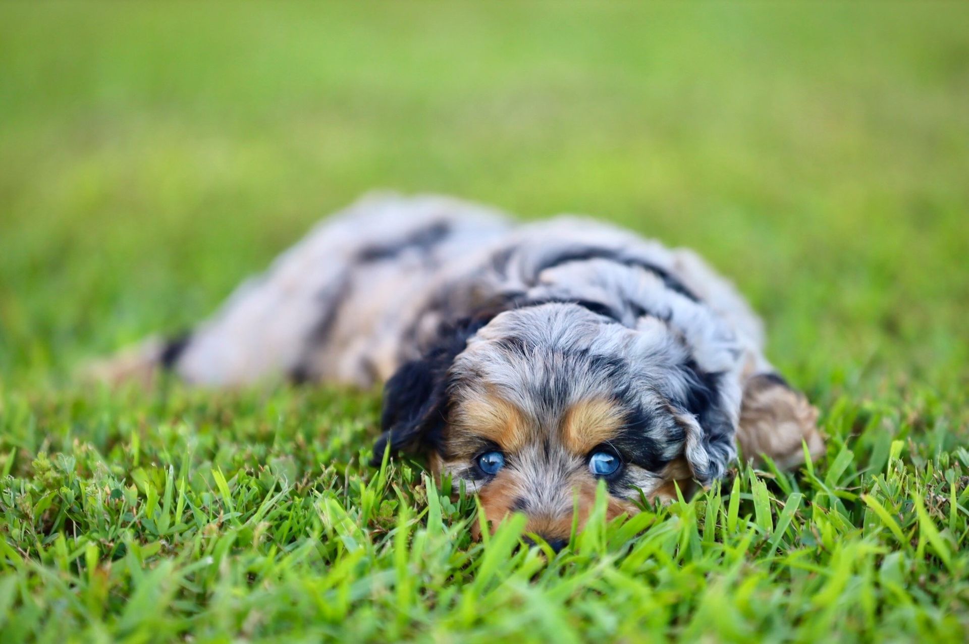 A puppy is laying in the grass and looking at the camera.