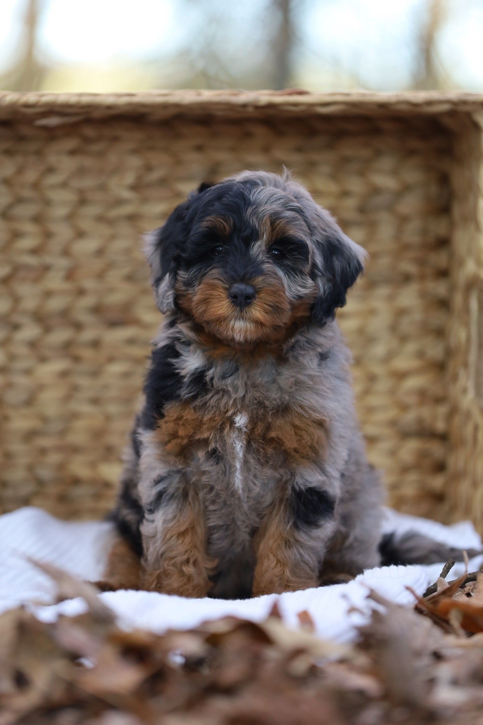 A small puppy is sitting in a basket surrounded by leaves.