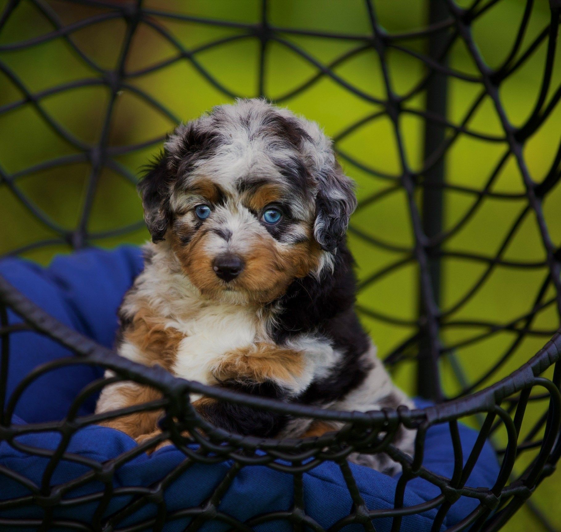 A puppy is sitting in a wicker chair with a blue cushion.