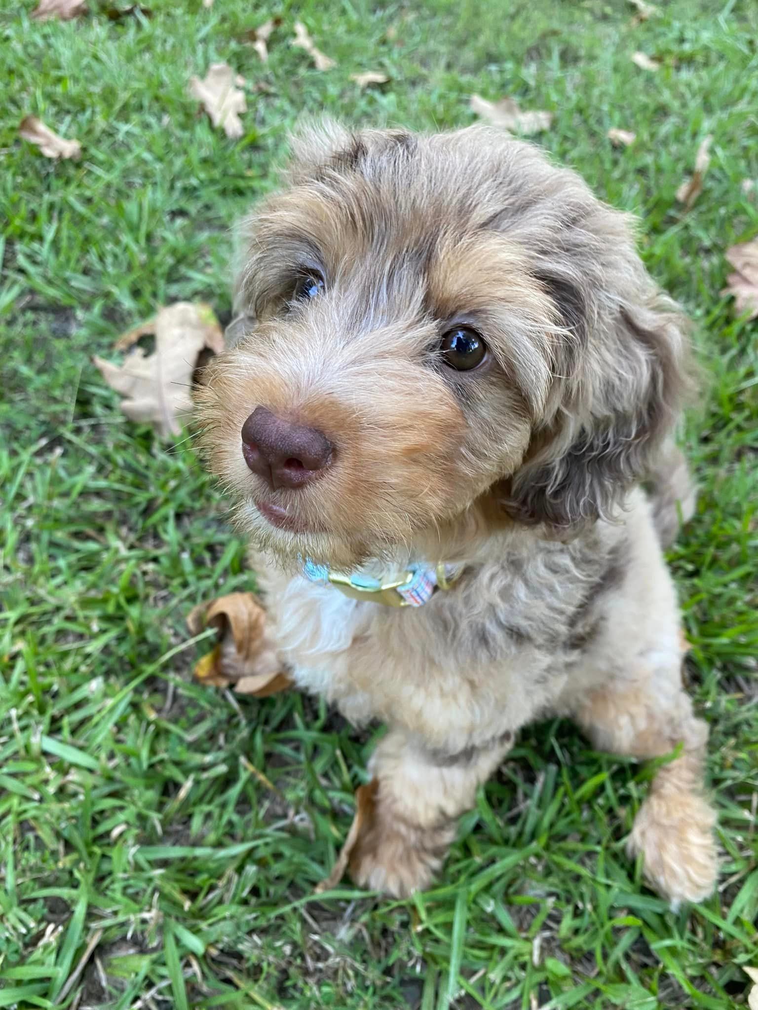 A puppy is sitting in the grass and looking at the camera.