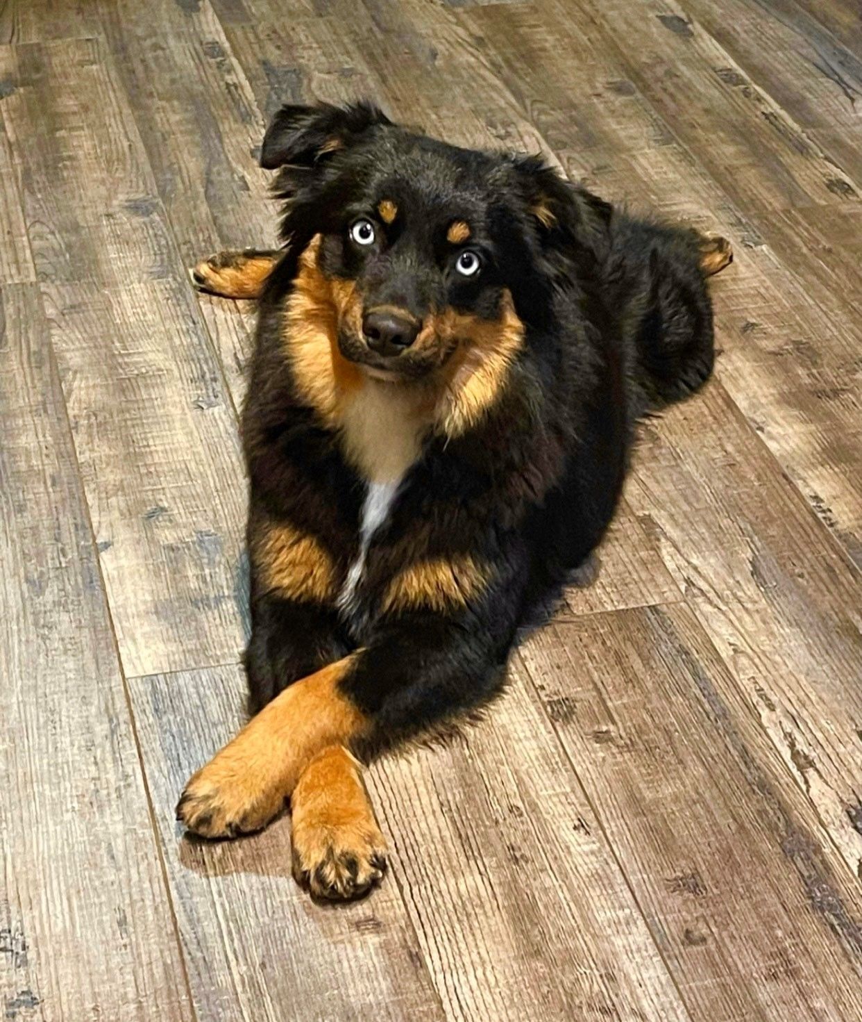 A black and brown dog is laying on a wooden floor.