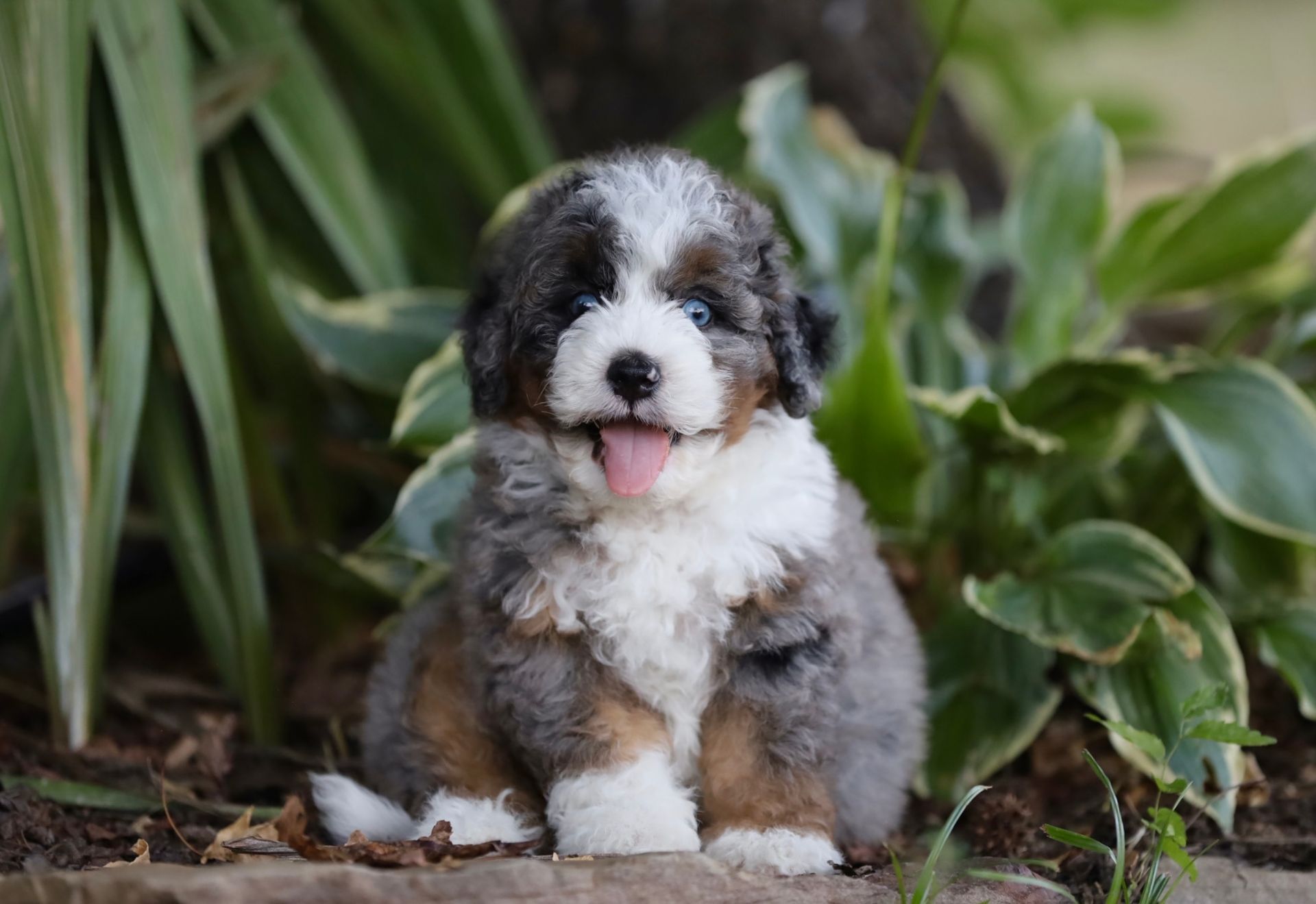A small puppy is sitting in the grass with its tongue out.