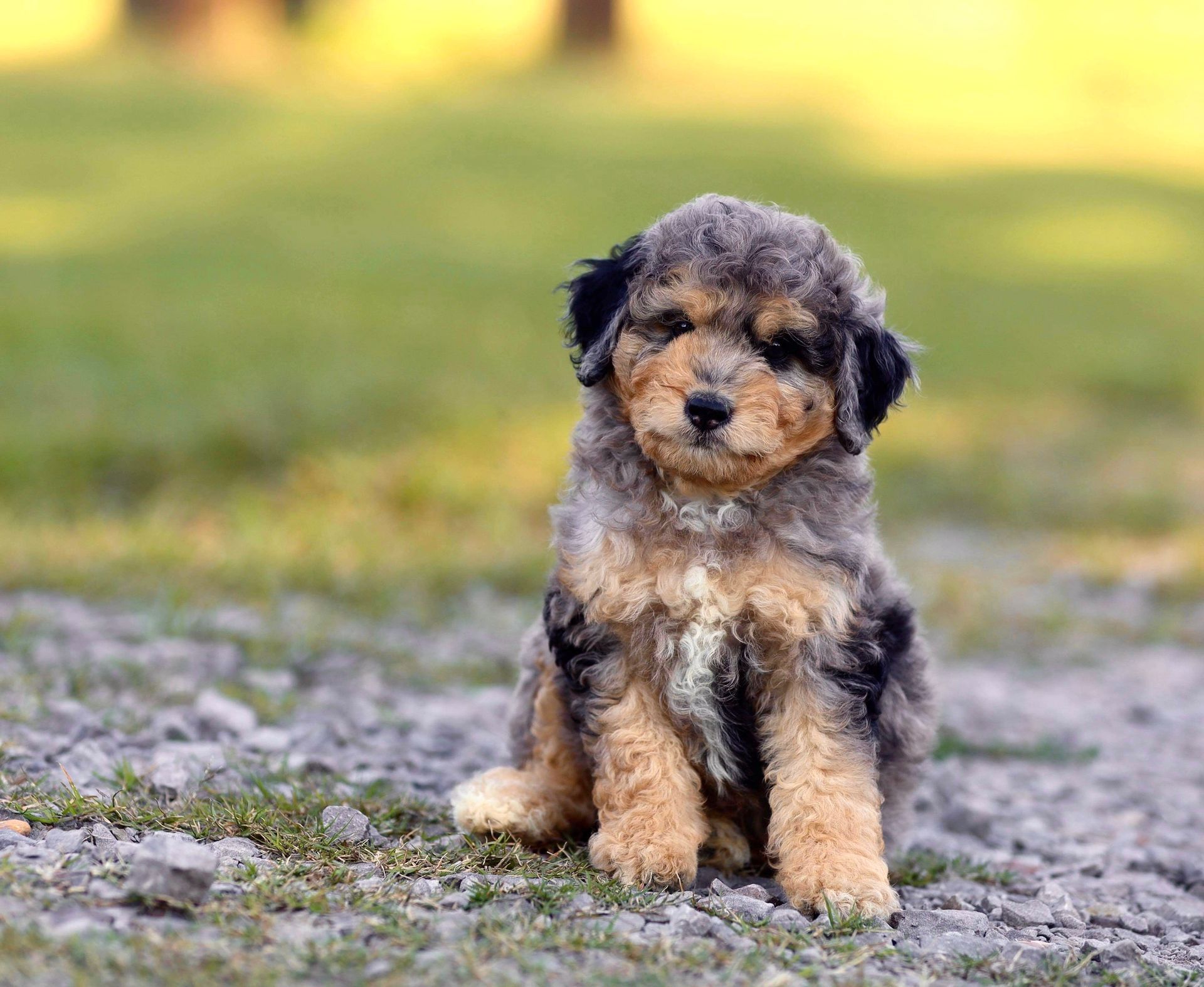 A small puppy is sitting on the ground looking at the camera.