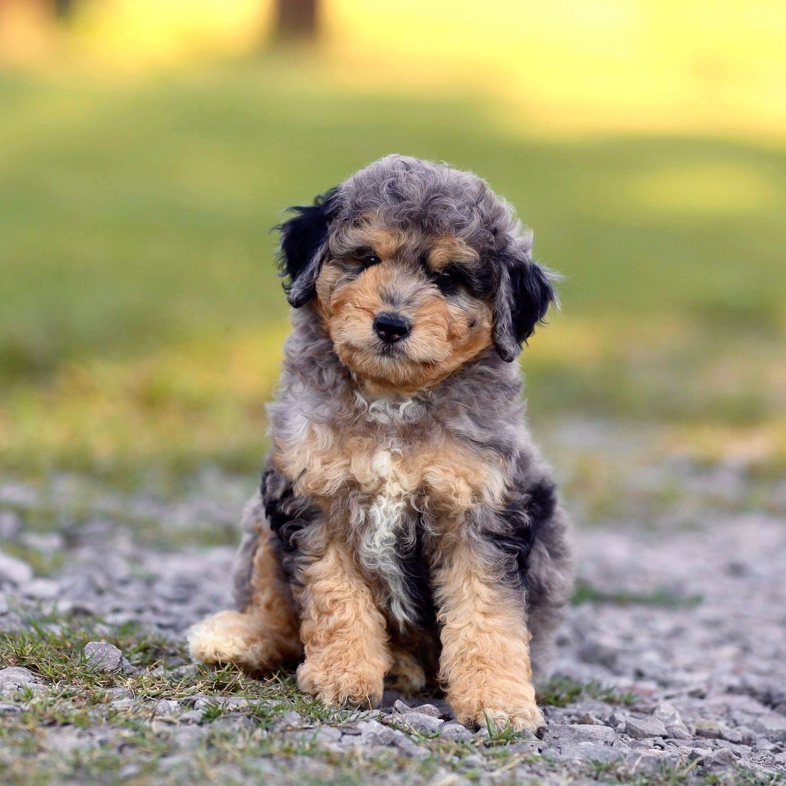 A brown and black puppy is sitting on the ground looking at the camera.