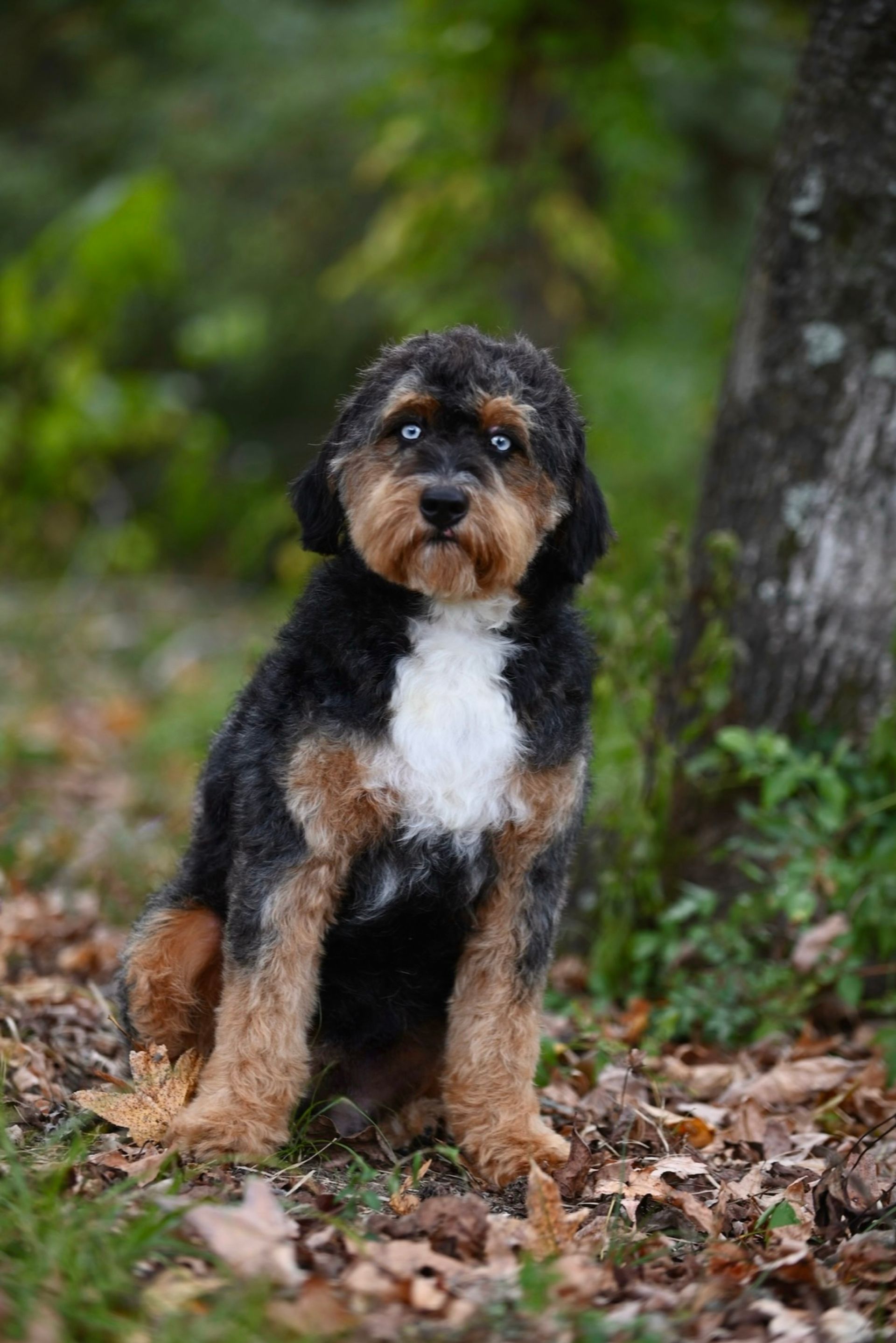 Black, tan, and white Bernedoodle dog with blue eyes sitting outside near a tree.