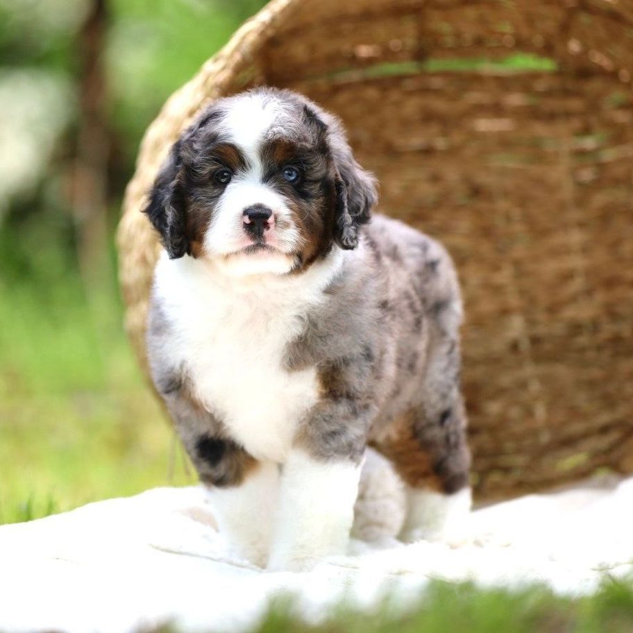 A brown and white puppy is standing next to a basket.