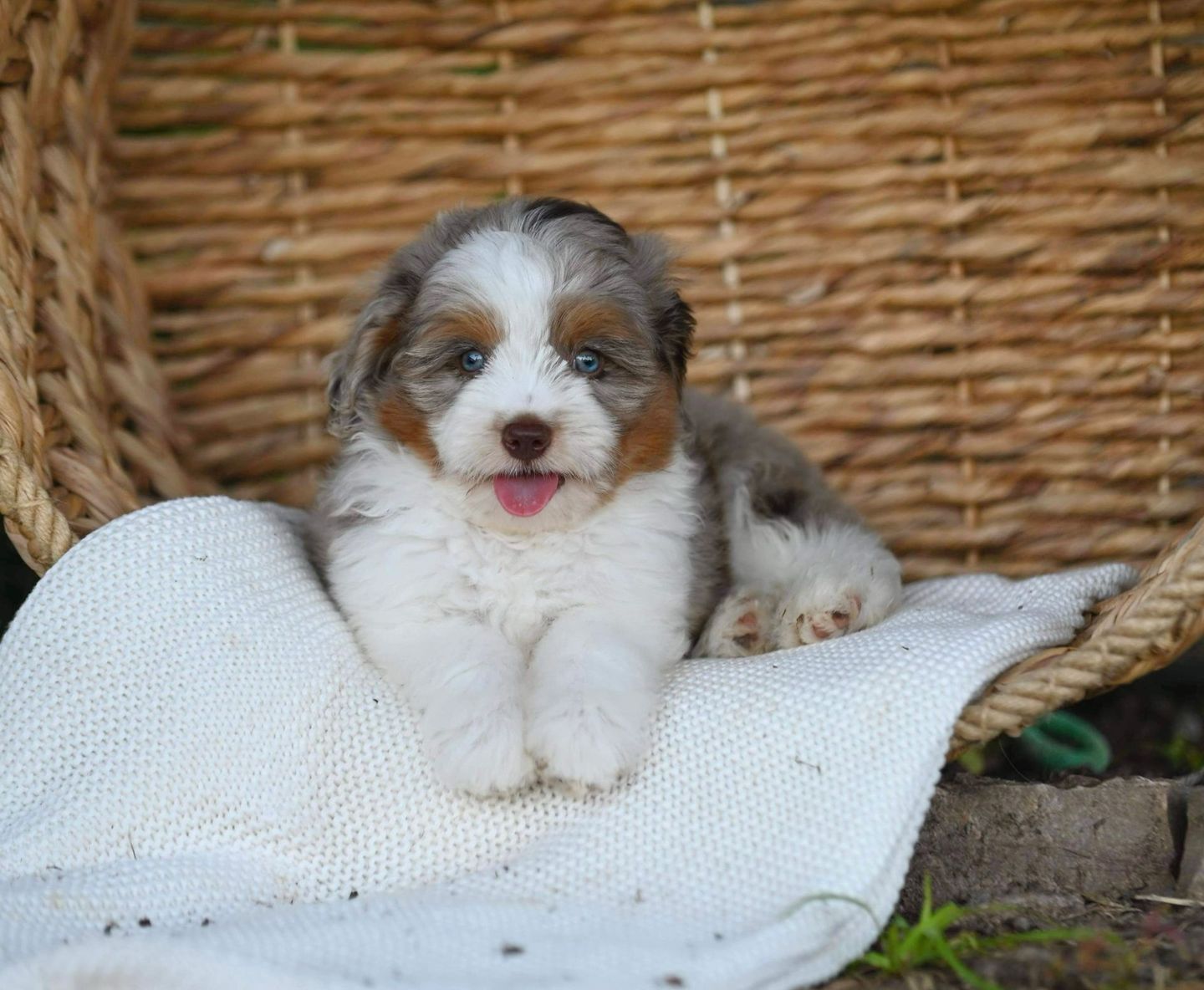 A brown and white puppy is sitting in a wicker basket.