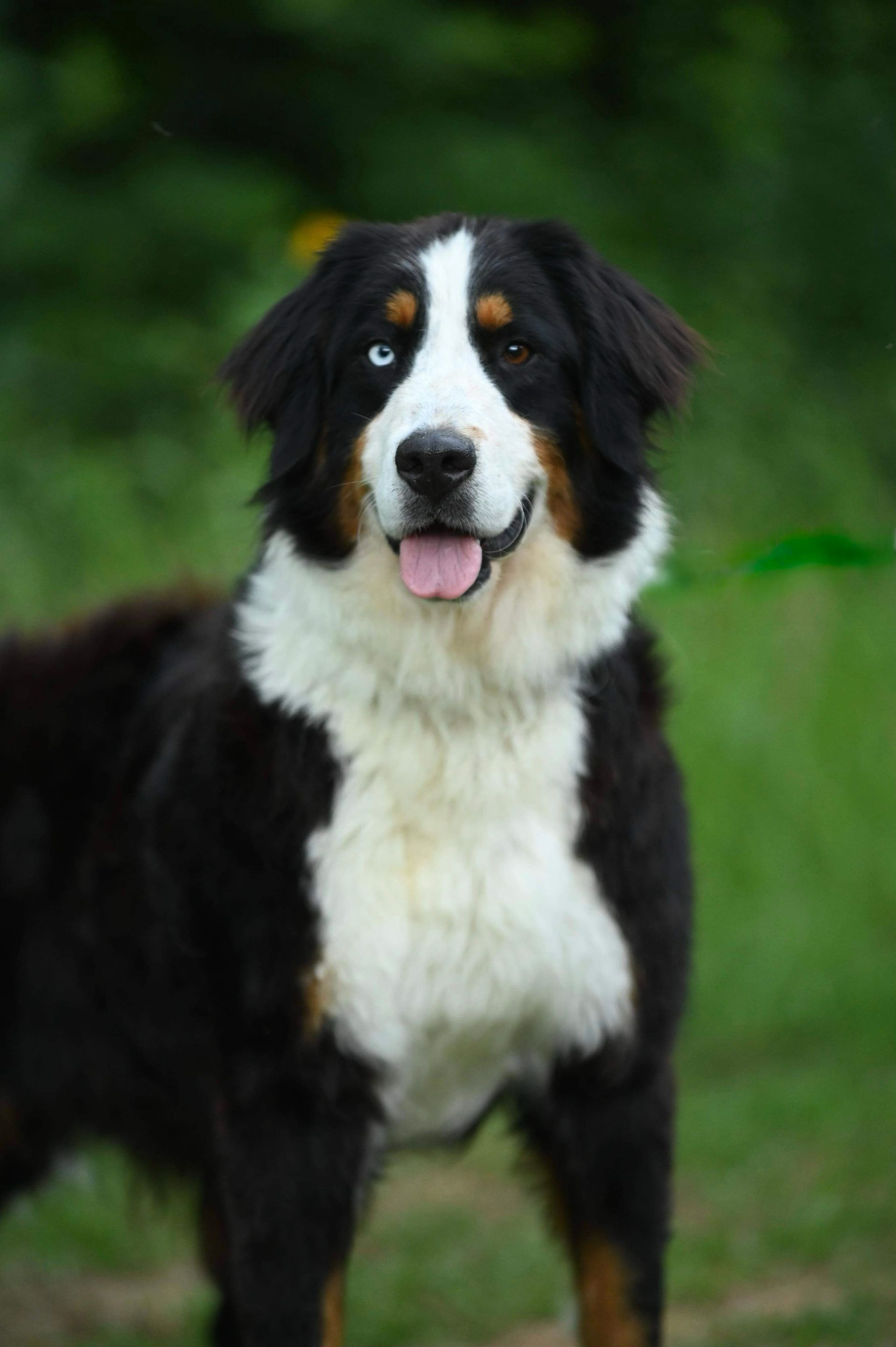 A bernese mountain dog is standing in the grass with its tongue hanging out.
