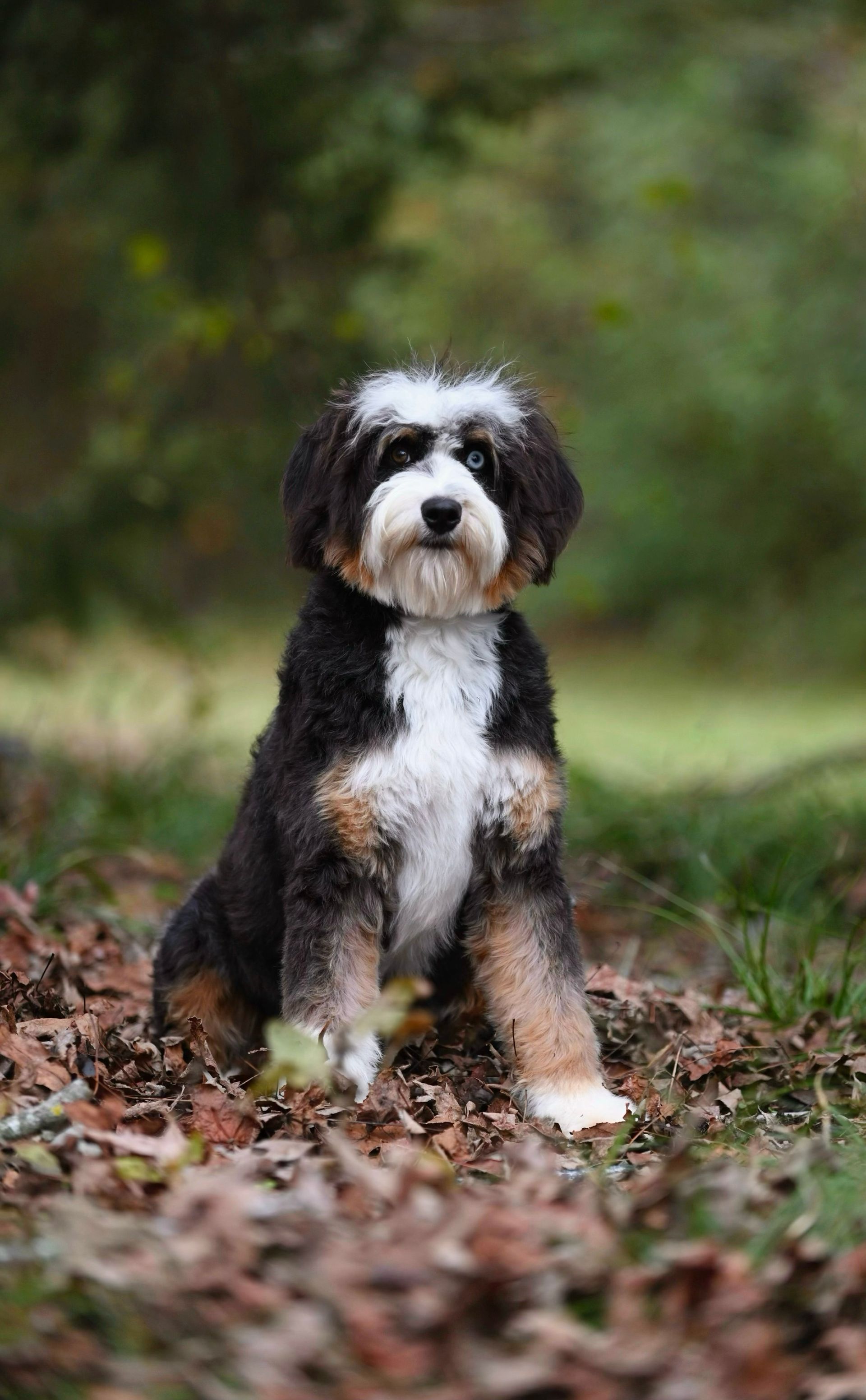 A black and white dog is sitting in a pile of leaves.