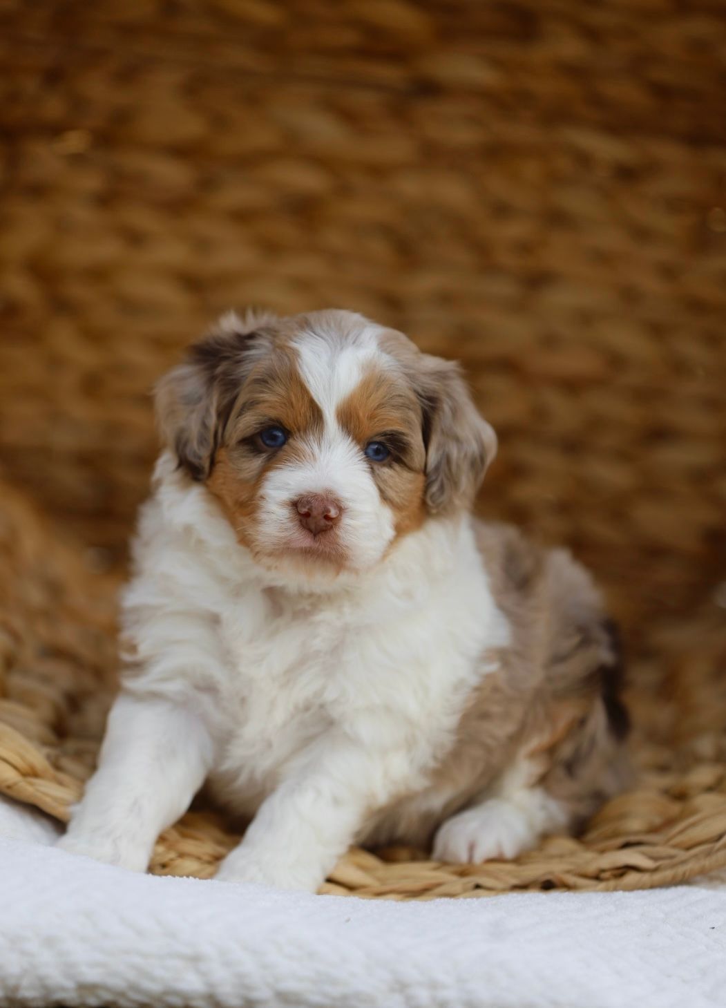 A brown and white puppy is sitting in a basket.