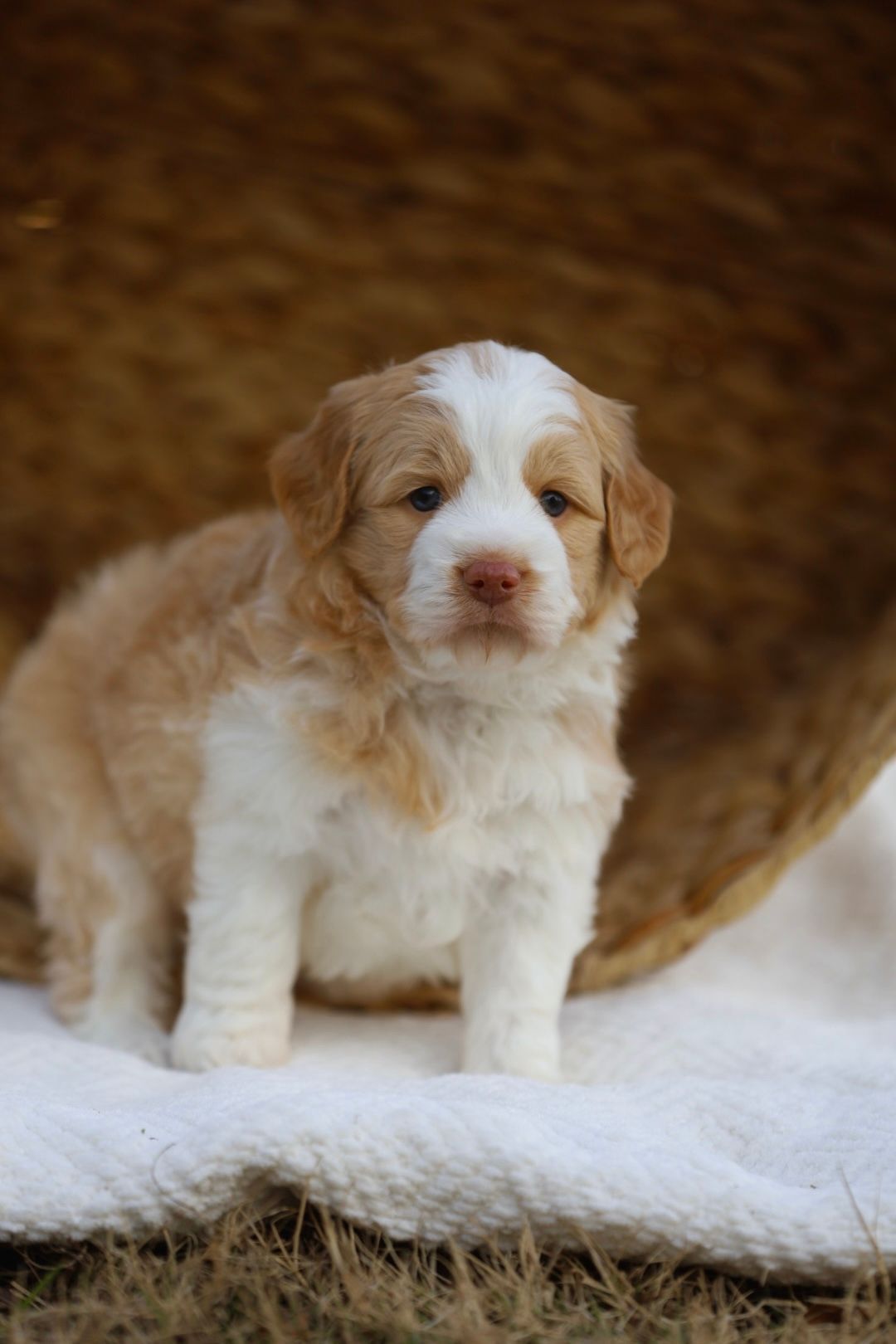 A brown and white puppy is sitting on a white blanket.