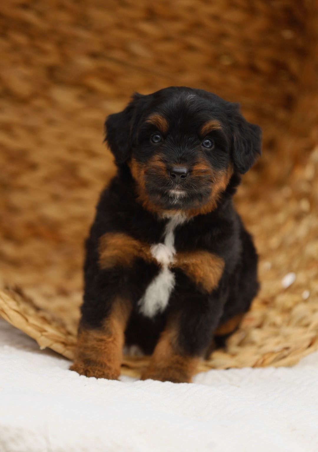 A small black and brown puppy is sitting in a basket